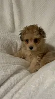 Tucker, a male Pomapoo for sale in Thomaston, GA – 2 of 3