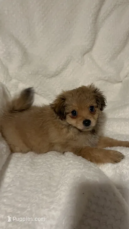 Cookie – Pomapoo puppy for sale in Thomaston, GA