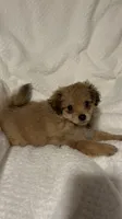 Cookie, a female Pomapoo for sale in Thomaston, GA – 1 of 3