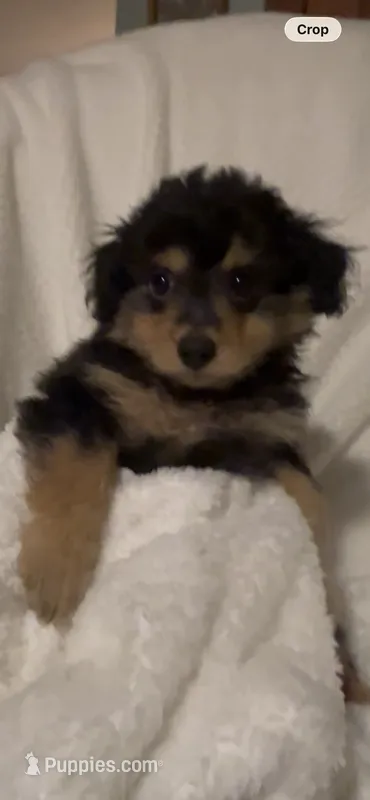 Parker – Pomapoo puppy for sale in Thomaston, GA
