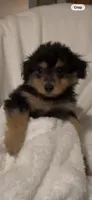 Parker, a male Pomapoo for sale in Thomaston, GA – 1 of 3