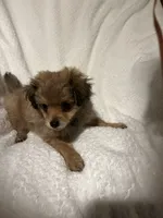 Murphy, a male Pomapoo for sale in Thomaston, GA – 1 of 3