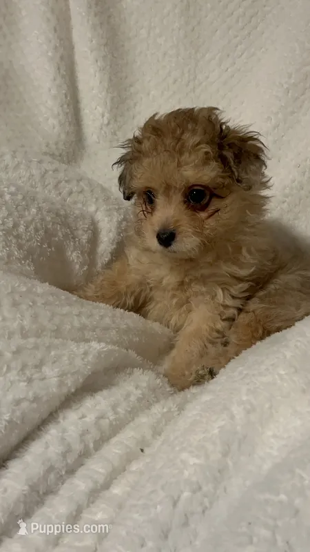 Tucker – Pomapoo puppy for sale in Thomaston, GA
