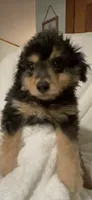 Parker, a male Pomapoo for sale in Thomaston, GA – 2 of 3