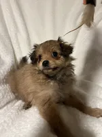 Murphy, a male Pomapoo for sale in Thomaston, GA – 3 of 3