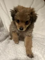 Murphy, a male Pomapoo for sale in Thomaston, GA – 2 of 3