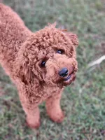 Rudolph , a male Poodle - Miniature  for sale in Scottsboro, AL – Photo 2 of 2