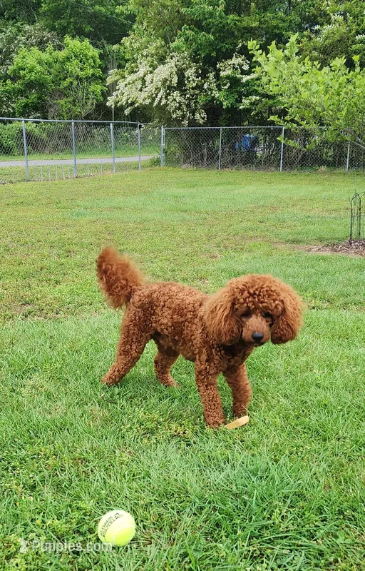 Rudolph  – Poodle - Miniature  puppy for sale in Scottsboro, AL