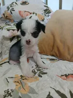 Lovey, a female Chinese Crested for sale in Sallisaw, OK – 3 of 7
