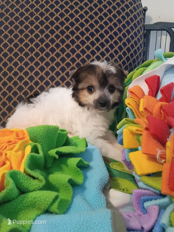 Noah – Chinese Crested puppy for sale in Sallisaw, OK