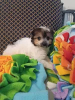 Noah, a male Chinese Crested for sale in Sallisaw, OK – 1 of 4