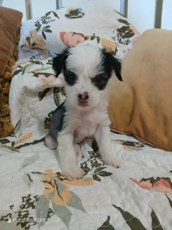Lovey – Chinese Crested puppy for sale in Sallisaw, OK