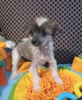 Zillah, a female Chinese Crested for sale in Sallisaw, OK – 3 of 5