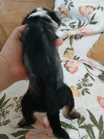 Starla, a female Chinese Crested for sale in Sallisaw, OK – 5 of 6