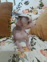 Barkley, a male Chinese Crested for sale in Sallisaw, OK – 6 of 10
