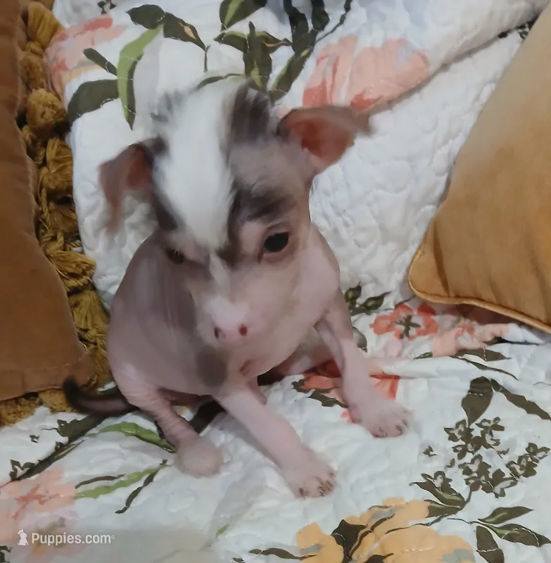 Barkley – Chinese Crested puppy for sale in Sallisaw, OK