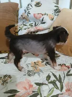 Maxwell, a male Chinese Crested for sale in Sallisaw, OK – 5 of 8