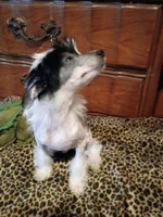 Patch, a male Chinese Crested for sale in Sallisaw, OK – 3 of 4