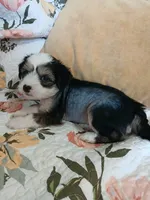 Starla, a female Chinese Crested for sale in Sallisaw, OK – 1 of 6