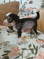 Maxwell, a male Chinese Crested for sale in Sallisaw, OK – 8 of 8