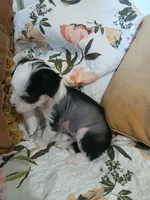Lovey, a female Chinese Crested for sale in Sallisaw, OK – 6 of 7