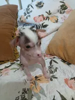Barkley, a male Chinese Crested for sale in Sallisaw, OK – 9 of 10