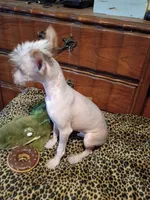 Barkley, a male Chinese Crested for sale in Sallisaw, OK – 3 of 3