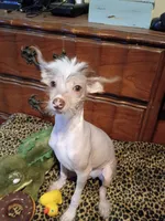 Barkley, a male Chinese Crested for sale in Sallisaw, OK – 2 of 3
