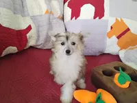 Peaches, a female Chinese Crested for sale in Sallisaw, OK – Photo 2 of 10