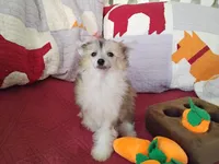 Peaches, a female Chinese Crested for sale in Sallisaw, OK – Photo 3 of 10