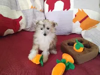 Peaches, a female Chinese Crested for sale in Sallisaw, OK – Photo 9 of 10