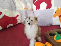 Peaches, a female Chinese Crested for sale in Sallisaw, OK – Photo 1 of 10