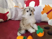 Peaches, a female Chinese Crested for sale in Sallisaw, OK – Photo 6 of 10