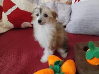 Peaches, a female Chinese Crested for sale in Sallisaw, OK – Photo 5 of 10