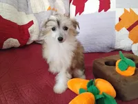 Peaches, a female Chinese Crested for sale in Sallisaw, OK – Photo 4 of 10