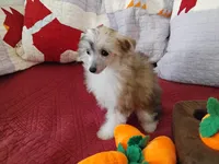 Peaches, a female Chinese Crested for sale in Sallisaw, OK – Photo 8 of 10