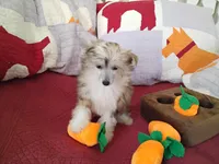 Peaches, a female Chinese Crested for sale in Sallisaw, OK – Photo 10 of 10