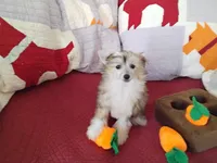 Peaches, a female Chinese Crested for sale in Sallisaw, OK – Photo 7 of 10