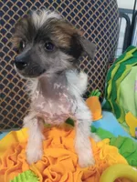 Zillah, a female Chinese Crested for sale in Sallisaw, OK – 4 of 5