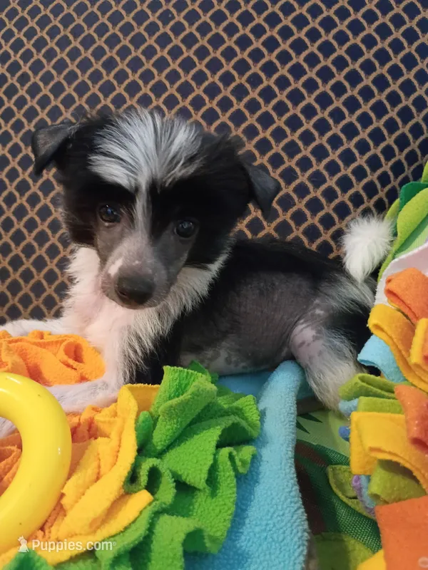 Josiah – Chinese Crested puppy for sale in Sallisaw, OK