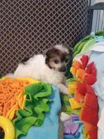 Noah, a male Chinese Crested for sale in Sallisaw, OK – 2 of 4