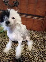 Patch, a male Chinese Crested for sale in Sallisaw, OK – 1 of 4