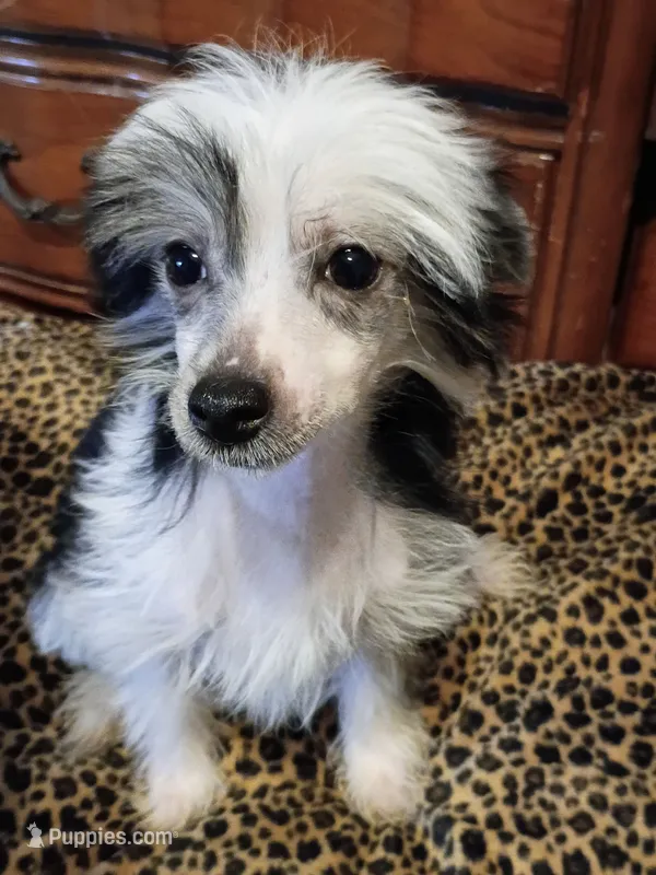 Jocelyn – Chinese Crested puppy for sale in Sallisaw, OK