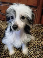 Jocelyn, a female Chinese Crested for sale in Sallisaw, OK – 1 of 1