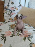 Barkley, a male Chinese Crested for sale in Sallisaw, OK – 3 of 10