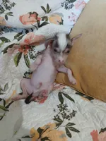 Barkley, a male Chinese Crested for sale in Sallisaw, OK – 4 of 10