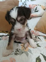Maxwell, a male Chinese Crested for sale in Sallisaw, OK – 4 of 8