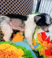 Josiah, a male Chinese Crested for sale in Sallisaw, OK – 3 of 3