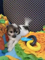 Noah, a male Chinese Crested for sale in Sallisaw, OK – 4 of 4
