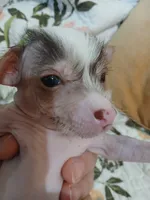 Barkley, a male Chinese Crested for sale in Sallisaw, OK – 2 of 10